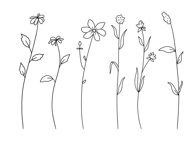 手绘野花集轮廓花图片下载