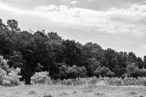 美丽的地平线风景在村庄草地上的颜色自然背景图片下载