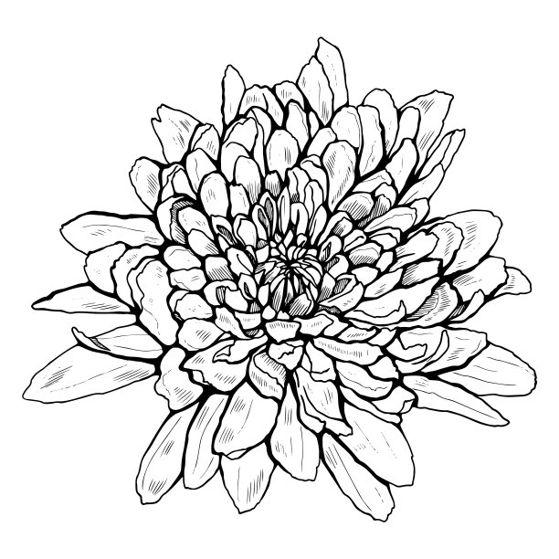 图形的一朵盛开的花黑色和图片下载