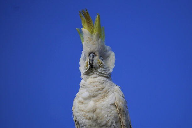 蓝天背景下一只傲慢的白色凤头鹦鹉的低角度视图图片下载