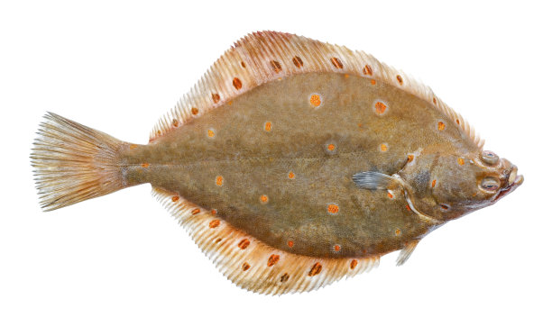 孤立在白色背景上的欧洲比目鱼。鲜鲽鱼图片下载