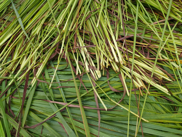 香茅酸图片下载