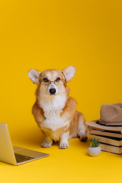 聪明可爱的威尔士柯基彭布罗克戴着眼镜，带着笔记本电脑和一堆书，在黄色的工作室背景下学习。最受欢迎的狗品种图片下载