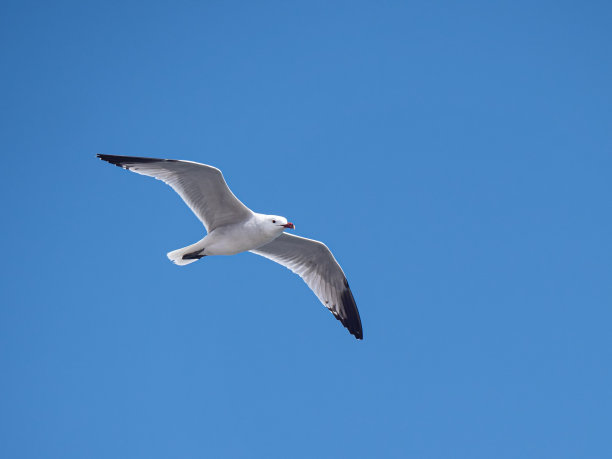 飞行中的奥都因海鸥图片下载