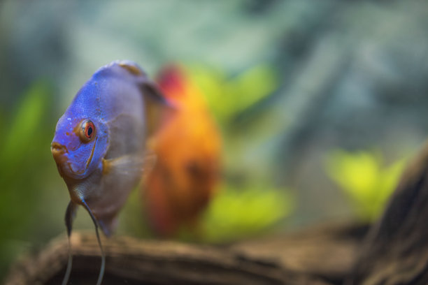 宏观视图的蓝钻石铁饼鱼游泳在水族馆。热带鱼类。爱好的概念。瑞典。图片下载