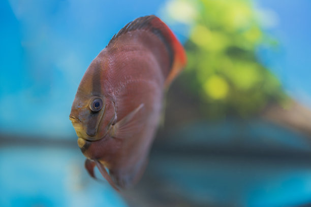 宏视图的红盖铁饼鱼游泳在水族馆。瑞典。图片下载