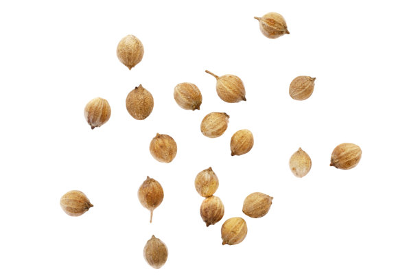 白色背景上孤立的香菜种子，俯视图。白色背景上孤立的干香菜种子，俯视图。白色背景上孤立的辣味香菜种子，俯视图。图片下载