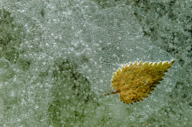 一个寒冷的冬天在河流上形成了冰，树叶上的气泡被困住了。图片下载