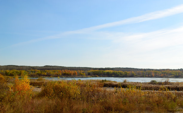秋天的自然景观与河流和芦苇和茂密的森林在远处图片下载