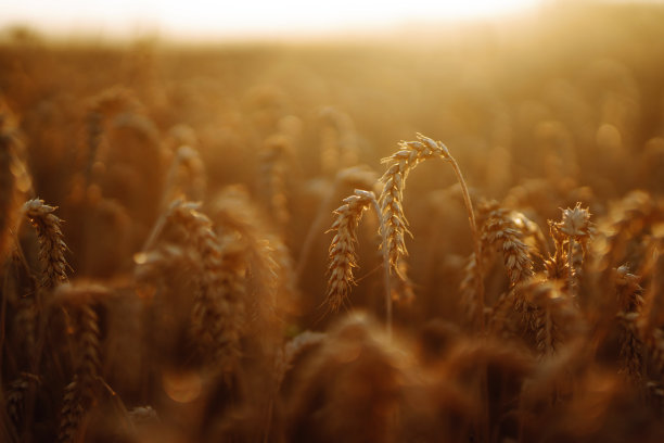 粮食领域。图片下载