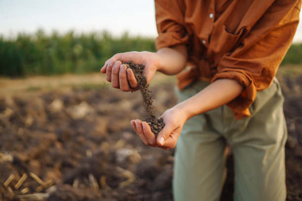 女性的手触摸着田地里的土壤。图片下载