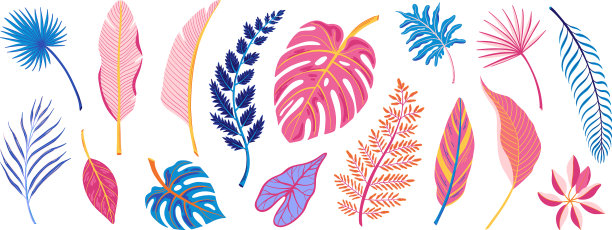 热带树叶图片下载