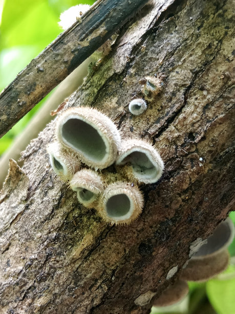 耳或猫耳菇，在热带地区有益健康的果冻蘑菇图片下载