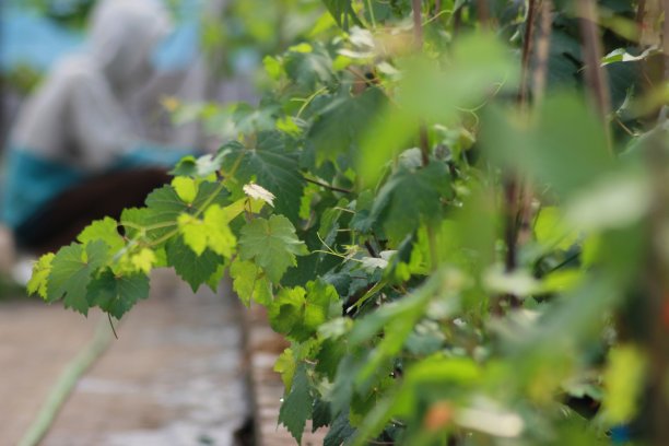 幼苗生长图片下载