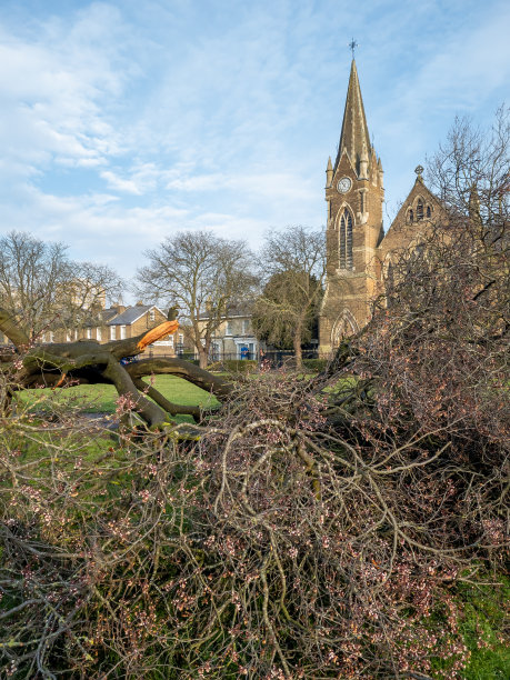 公园里被狂风暴雨摧毁的倒下的树。图片下载