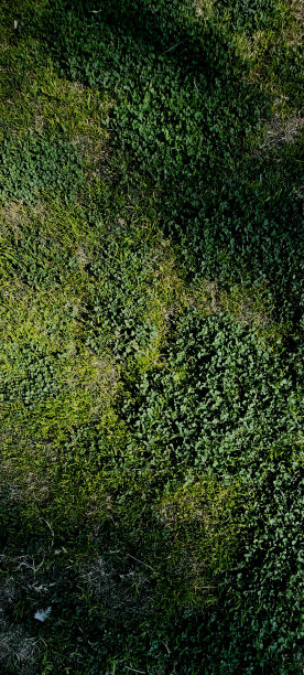 花、叶、山、动物之美图片下载