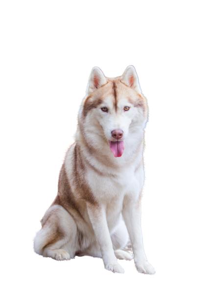 白色背景上的西伯利亚哈士奇图片下载