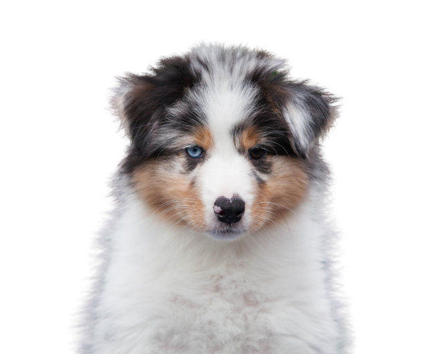 陨石色澳大利亚牧羊犬幼犬白色背景图片下载
