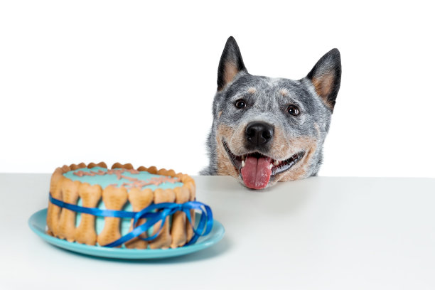 快乐的微笑澳大利亚牛犬或蓝跟犬伸出舌头看着蛋糕孤立在白色背景。图片下载