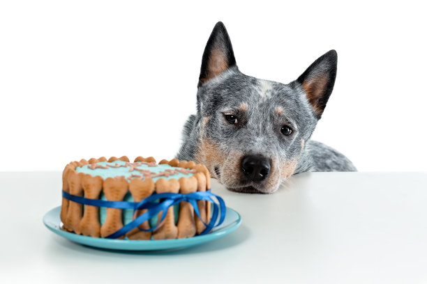 特写肖像棘手的澳大利亚牛狗或蓝色高跟鞋看着生日蛋糕孤立在白色背景。本空间图片下载