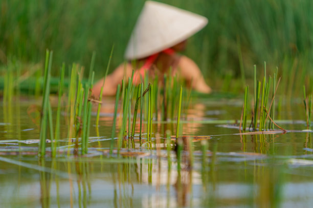 在隆安省收获季节，亚洲农民正在收获邦草。Bang草被用来制作吸管、垫子、篮子等产品。越南库存照片图片下载
