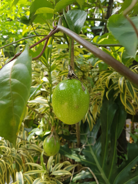 玛雅果实图片下载