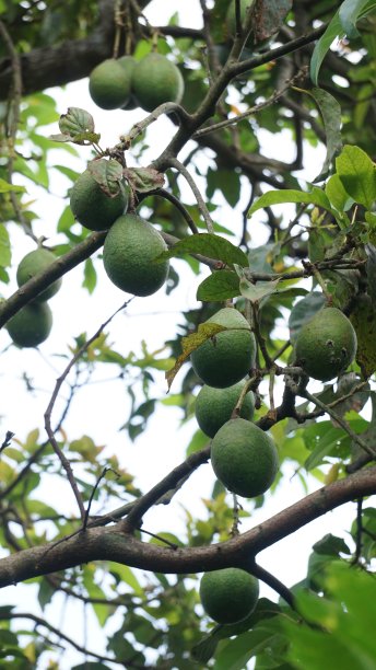 鳄梨水果季节图片下载