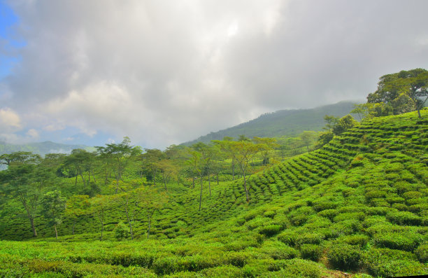 云雾缭绕的大吉岭地区蒂斯塔山谷茶园图片下载