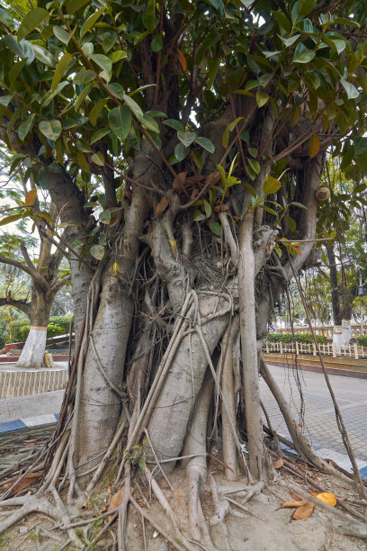 哈里萨哈尔克雷格公园花园里健康生长的橡胶树的树枝图片下载