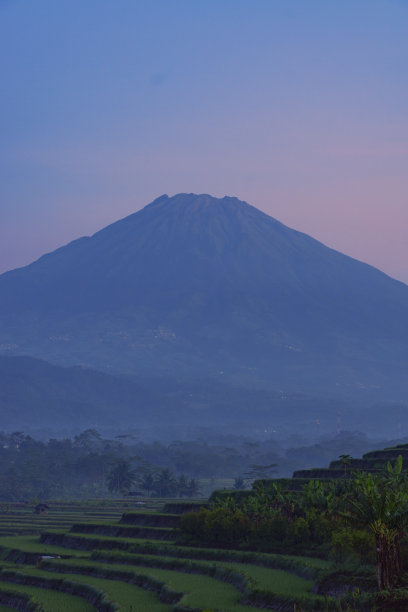 梯田稻田，背景是一座大山图片下载