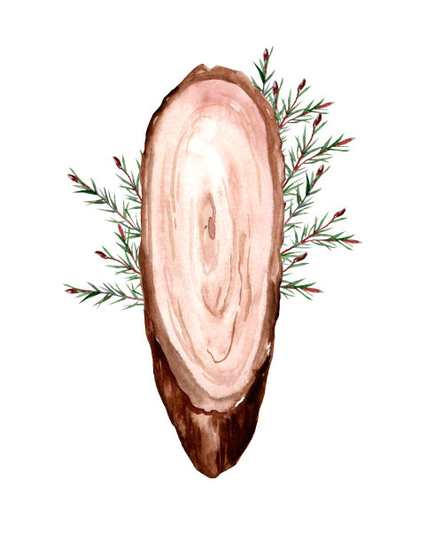 节老木树和云杉树枝图片下载