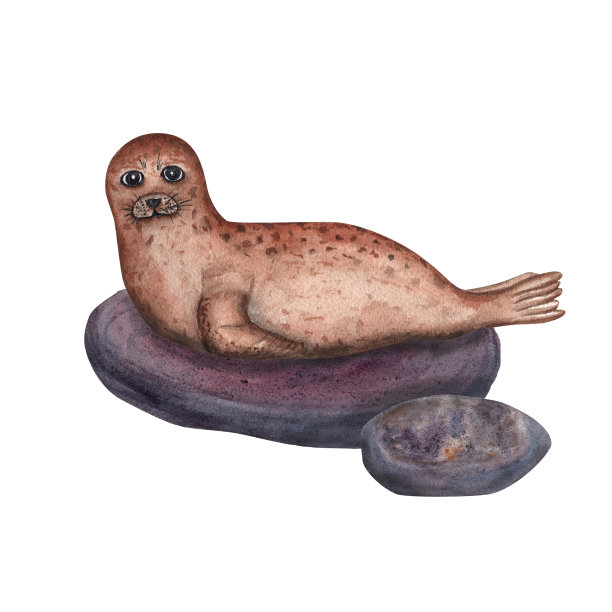 水彩插图与密封隔离在白色背景。完美的壁纸，印刷，婴儿纺织品，托儿所，剪贴簿，横幅设计，明信片，服装。卡通风格。图片下载