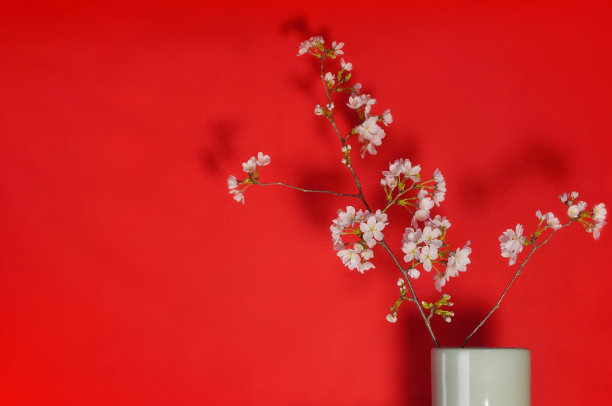 红色背景花瓶中的樱花图片下载