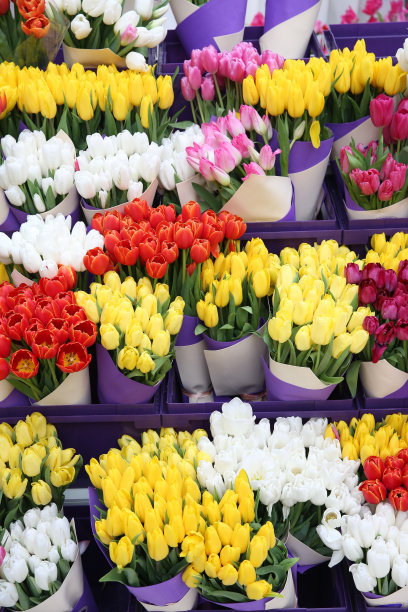 彩色郁金香花束，三八妇女节礼物，节日春季装饰图片下载