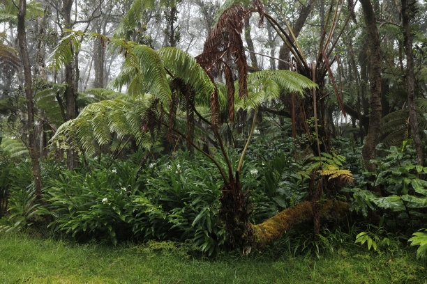 夏威夷的热带雨林环境图片下载