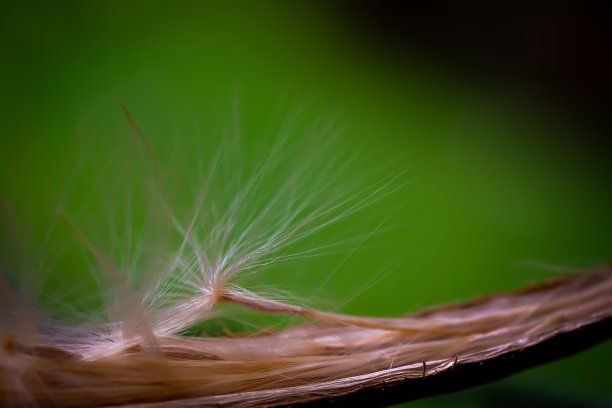 杜鹃花种子。图片下载