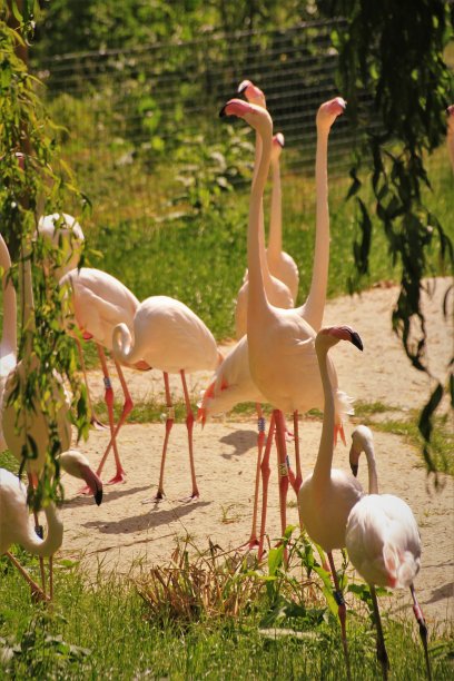 一群大火烈鸟图片下载