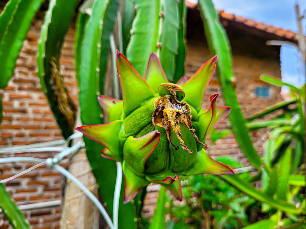 火龙果还没熟图片下载