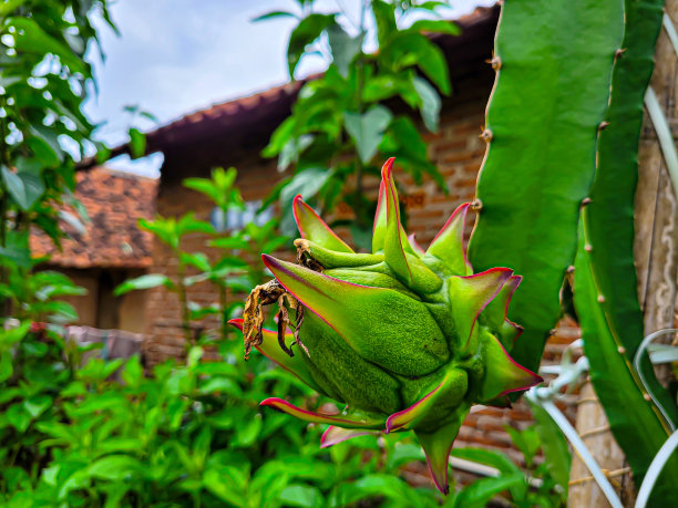 火龙果还没熟图片下载