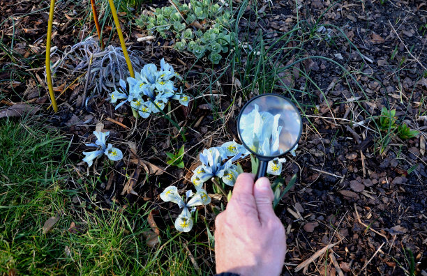 父子俩都是植物学家，他们用放大镜观察盛开的春天鳞茎和灌木。小男孩还观察到一只昆虫和番红花的雌蕊。植物园欢迎游客图片下载