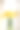 玻璃花瓶里的水仙花花束图片下载