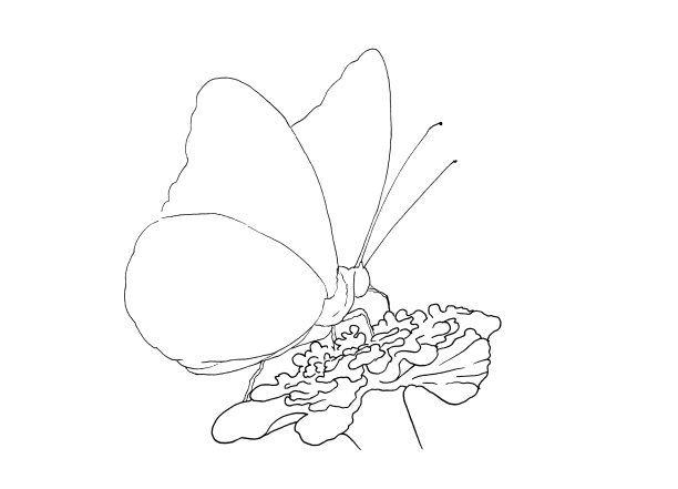 墨水蝴蝶上的花轮廓手绘图片下载