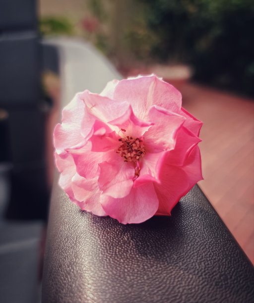 淡粉色玫瑰图片下载