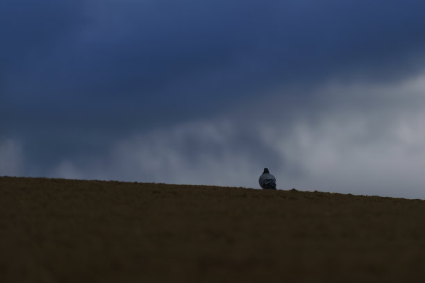 地平线上的鸽子看着背景中的暴风雨云图片下载