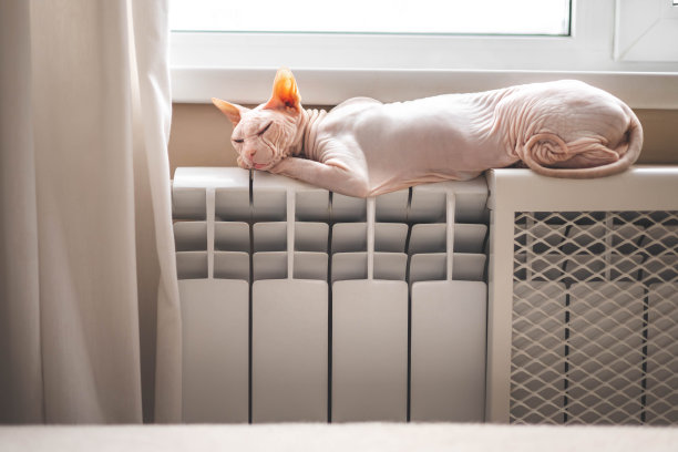 冬天，一只秃顶的粉红色斯芬克斯猫躺在温暖的中央暖气散热器上。图片下载