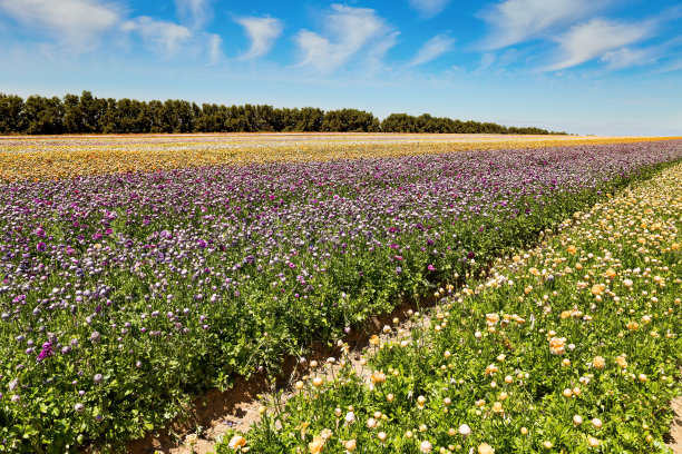 色彩鲜艳的巨大毛茛花田图片下载