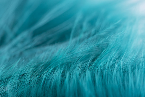 绿色的绿松石羽毛在柔和和模糊风格的背景，微距拍摄图片下载