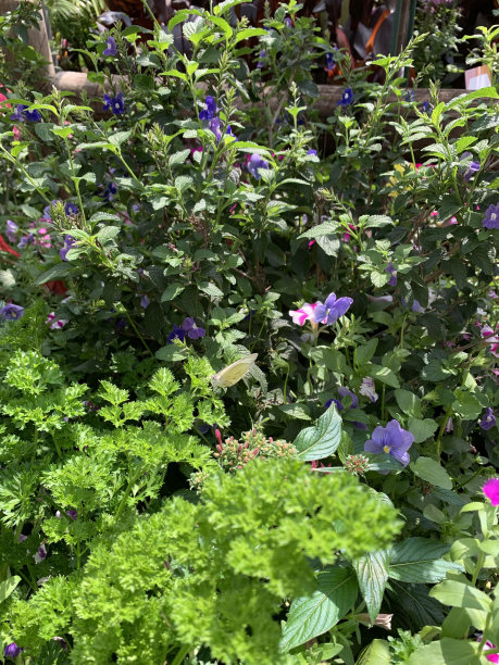 2023年春天，各色鲜艳的蝴蝶花盛开，在明亮的阳光下，蝴蝶在它们周围飞舞图片下载