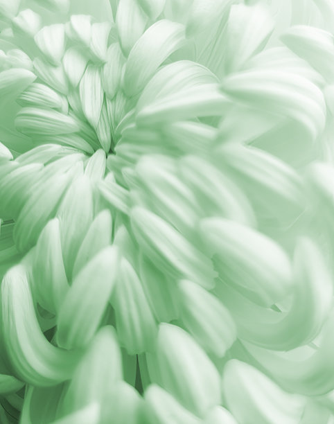 菊花特写作为背景图片下载