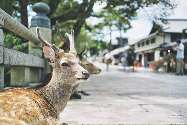 奈良公园的鹿和肖像图片下载